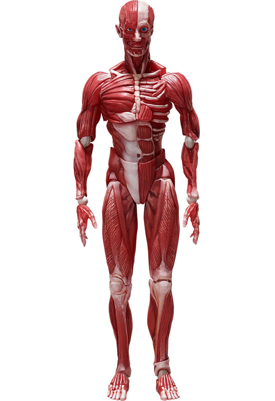 SP-142 MUSHIBUCHI figma Human Anatomical Model