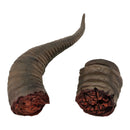 Ultraman CCP 1/6 Tokusatsu Series Ancient Monster Gomora Fierce Battle Set Ver.