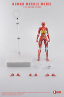 KEEPGOING STUDIO HUMAN MUSCLE MODEL FEMALE VER. 1/12 SCALE ACTION FIGURE RED