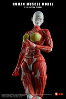 KEEPGOING STUDIO HUMAN MUSCLE MODEL FEMALE VER. 1/12 SCALE ACTION FIGURE RED