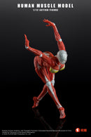 KEEPGOING STUDIO HUMAN MUSCLE MODEL FEMALE VER. 1/12 SCALE ACTION FIGURE RED