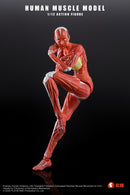 KEEPGOING STUDIO HUMAN MUSCLE MODEL FEMALE VER. 1/12 SCALE ACTION FIGURE RED