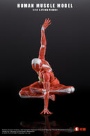 KEEPGOING STUDIO HUMAN MUSCLE MODEL FEMALE VER. 1/12 SCALE ACTION FIGURE RED