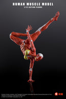 KEEPGOING STUDIO HUMAN MUSCLE MODEL FEMALE VER. 1/12 SCALE ACTION FIGURE RED