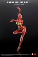 KEEPGOING STUDIO HUMAN MUSCLE MODEL FEMALE VER. 1/12 SCALE ACTION FIGURE RED