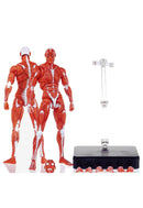 KEEPGOING STUDIO HUMAN MUSCLE MODEL 1/12 SCALE ACTION FIGURE RED