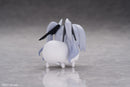 Goddess of Victory: Nikke AmiAmi Yurayura Forest DORO Action Hobby Collection 6 Pack BOX