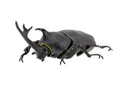 Beetle & Stag beetle Hunter F-toys confect Beetle & Stag beetle (Set of 10 Box)