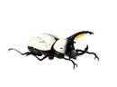 Beetle & Stag beetle Hunter F-toys confect Beetle & Stag beetle (Set of 10 Box)