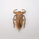 REVO GEO KAIYODO Kirkaldyia deyrolli