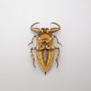 REVO GEO KAIYODO Kirkaldyia deyrolli