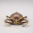 REVO GEO KAIYODO Kirkaldyia deyrolli