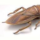 REVO GEO KAIYODO Kirkaldyia deyrolli