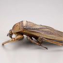 REVO GEO KAIYODO Kirkaldyia deyrolli