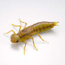 REVO GEO KAIYODO Kirkaldyia deyrolli