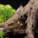 REVO GEO KAIYODO Kirkaldyia deyrolli