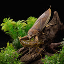 REVO GEO KAIYODO Kirkaldyia deyrolli