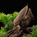 REVO GEO KAIYODO Kirkaldyia deyrolli