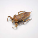 REVO GEO KAIYODO Kirkaldyia deyrolli