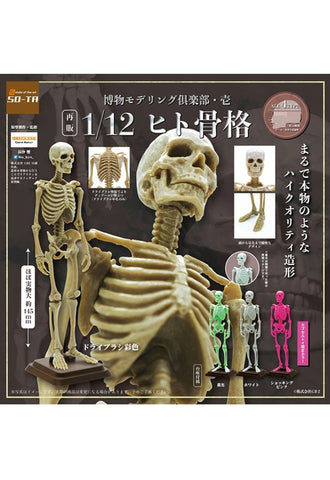 Natural History Modeling Club 1 SO-TA 1/12 Human Skeleton(1 Random)