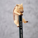 ANIMAL LIFE UNION CREATIVE Baby Hug (Box of 8 Blind Box)