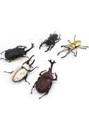Beetle & Stag beetle Hunter F-toys confect Beetle & Stag beetle (Set of 10 Box)