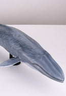 KAIYODO MSA-004 : SHIRONAGASU KUJIRA / Blue Whale (re-run)