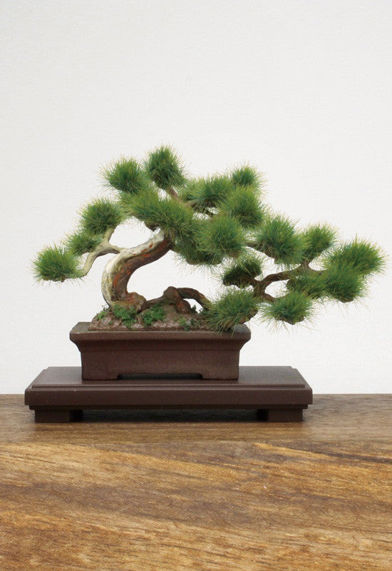 The Bonsai. PLATZ The Bonsai. Plastic Model Kit 1