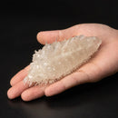 Nausicaä of the Valley of the Wind SEN-TI-NEL Takeya shiki Jizai okimono Ohmu (Small)[Mini] Clear Ver.